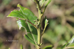 Sarcococca saligna